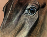 Equine Art - Windows of the Soul